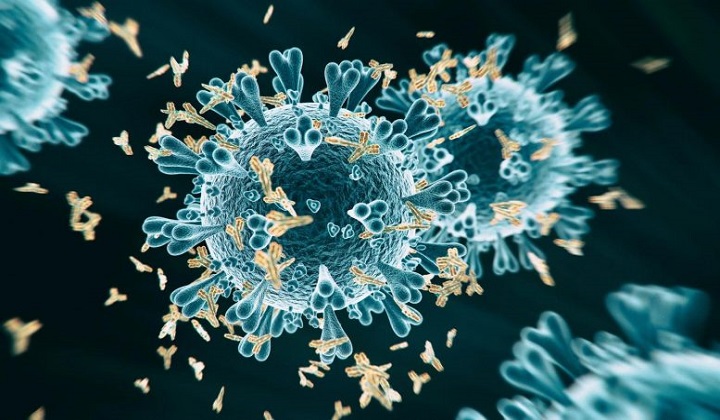Highly Effective Coronavirus Antibodies Identified – Basis for Passive COVID-19 Vaccination