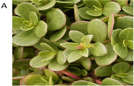 Phytochemicals and Antioxidant Properties of Solvent Extracts from Purslane (Portulaca oleracea L.): A Preliminary Study
