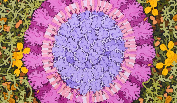 To Tackle the New Coronavirus, Scientists Are Accelerating the Vaccine Process