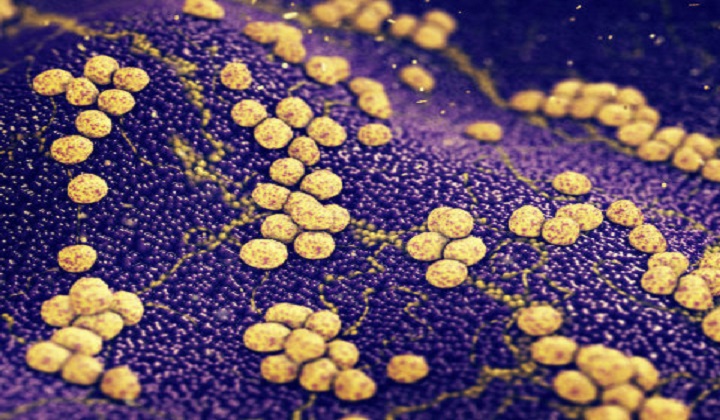 'Poisoned Arrow' Defeats Antibiotic-Resistant Bacteria