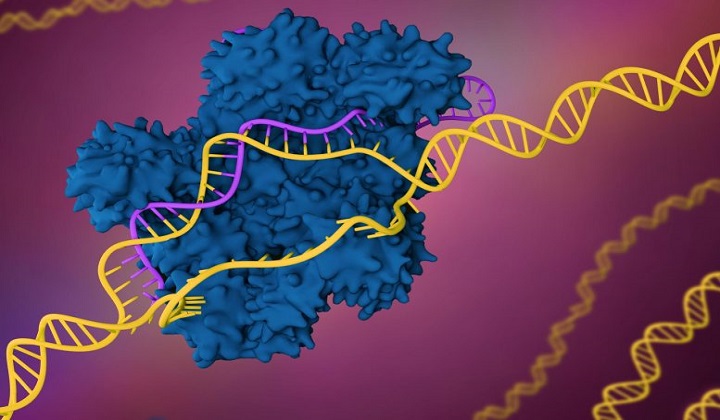 New Tool for Rapidly Analyzing CRISPR Edits Reveals Frequent Unintended DNA Changes