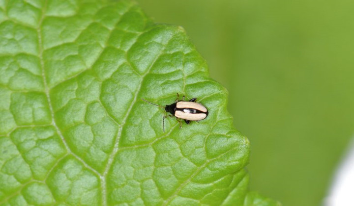 Horseradish Flea Beetle: Protected With the Chemical Weapons of Its Food Plant