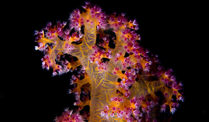Probiotics Help Lab Corals Survive Deadly Heat Stress