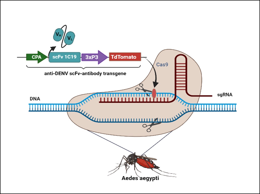 CRISPR/Cas9-Mediated Gene Drive to Prevent the Replication of Dengue Virus in the Mosquito Vectors to Reduce the Impact of Dengue Epidemic in Bangladesh