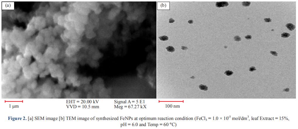 Single-Step Green Synthesis of Iron Nanoparticles in the Aqueous Phase for Catalytic Application in Degradation of Malachite Green