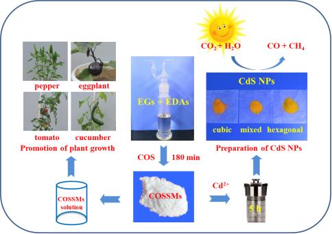 Facile Carbonyl Sulfide (COS) Fixation into Novel COS-Storage Materials Towards Preparation of CdS Photocatalyst for CO2 Reduction and Promotion of Plant Growth