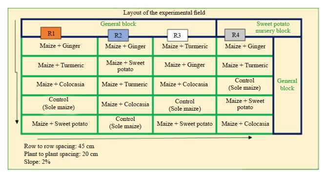 Evaluation & Development of Cultivation Techniques of Rainfed Maize + Sweet Potato Inter-Cropping under Indian North-Western Himalaya
