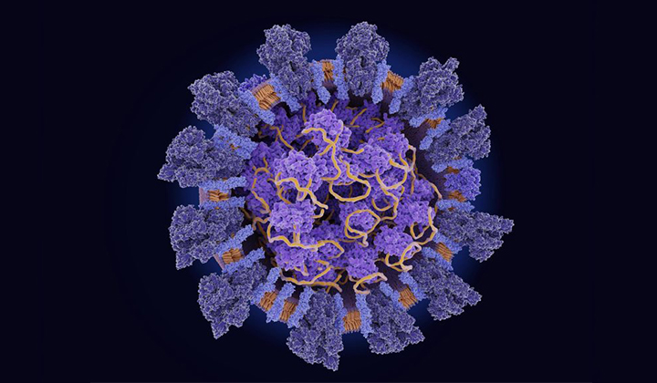 COVID-19 Disease Severity Linked to N Protein of SARS-CoV-2 Virus
