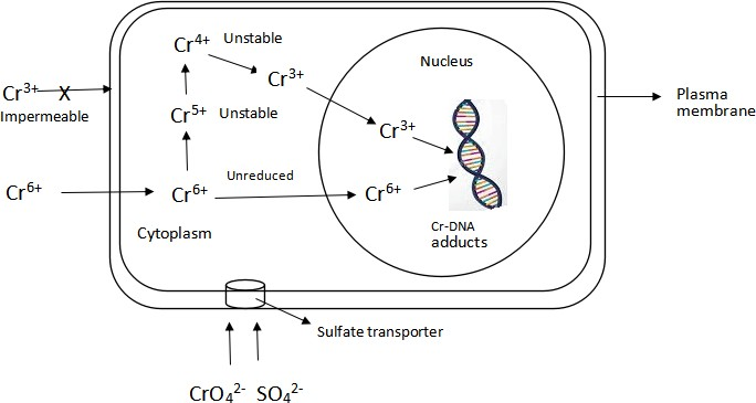 Microbial Chromate Reductases: Novel and Potent Mediators in Chromium Bioremediation-A Review