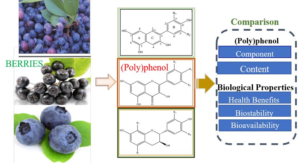 Comparison of Health-Relevant Polyphenolic Component Content and Bioavailability of Bilberry (Vaccinium Myrtillus L.), Blueberry (Vaccinium Sect. Cyanococcus Rydb.) and Chokeberry (Aronia Melanocarpa (Michx.) Elliott)