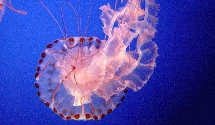 Japan 2018 Marine Life Jellyfish Complete Used Set 82Y Sc# 4215 a-j 
