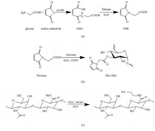 Studies of a Biocompatible Maleimide-Modified Dextran and  Hyaluronic Acid Hydrogel System