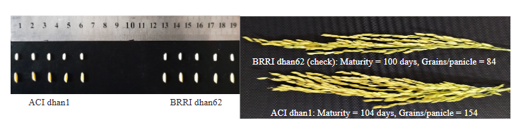 Development of Iron and Zinc Biofortified Rice Variety for Nutrition Improvement in Bangladesh