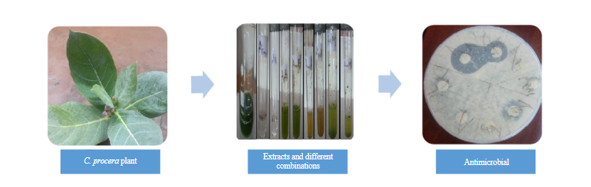 Synergistic Combinatorial Strategy for Combating Antimicrobial Resistance (AMR) in Clinical Bacteria by Combining Antibiotics with Plant Extracts